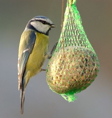 Blaumeisen am Futterknödel