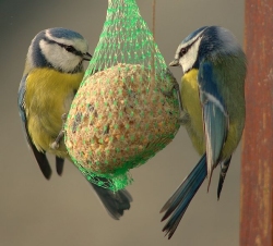 Blaumeisen am Meisenknödel