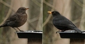 Steckbrief - Amsel